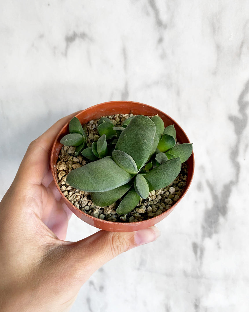Hand-Mixed Houseplant Soil – 1 Gallon