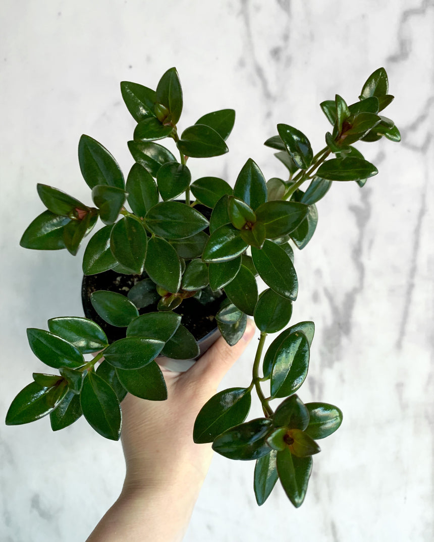 African Violet