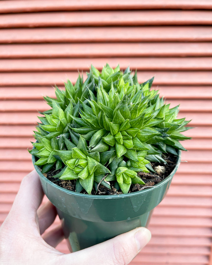 Haworthia Reticulata Clump 4in