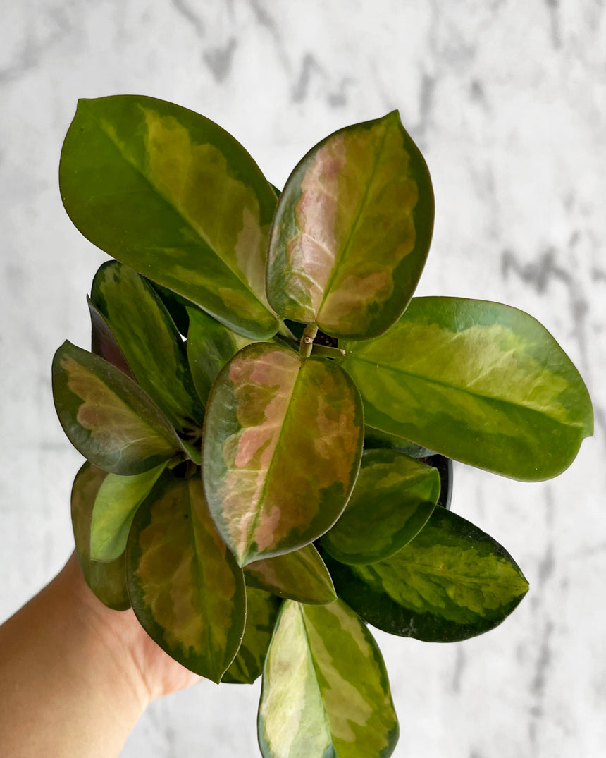 Hoya Australis 'Lisa'