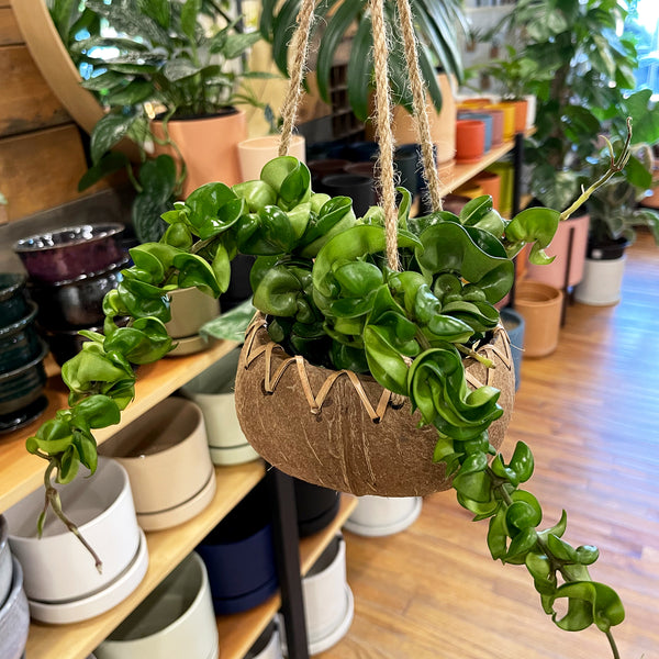 Hoya_Carnosa_Compacta_4in_-