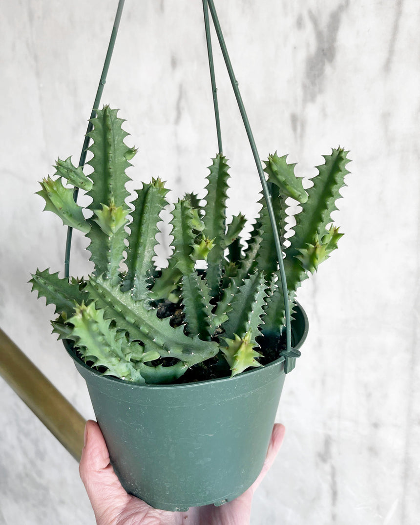 Huernia 'Lifesaver Plant' Carrion Flower