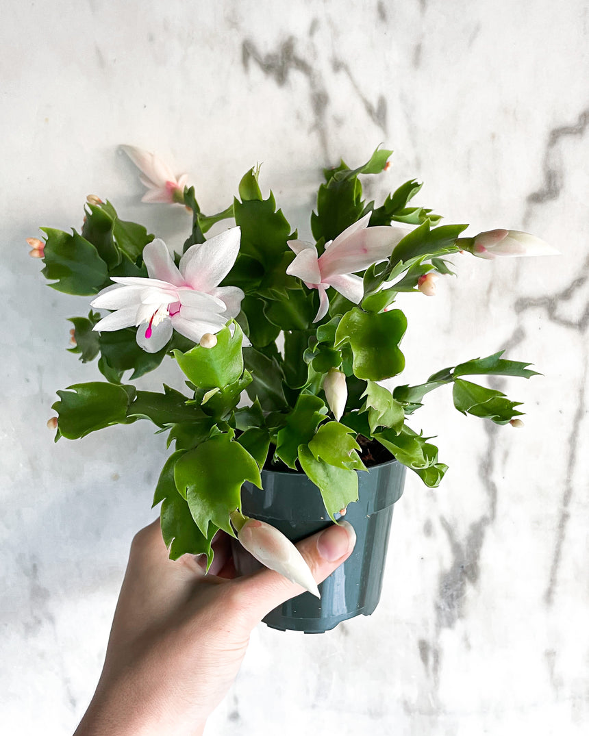 Christmas Cactus