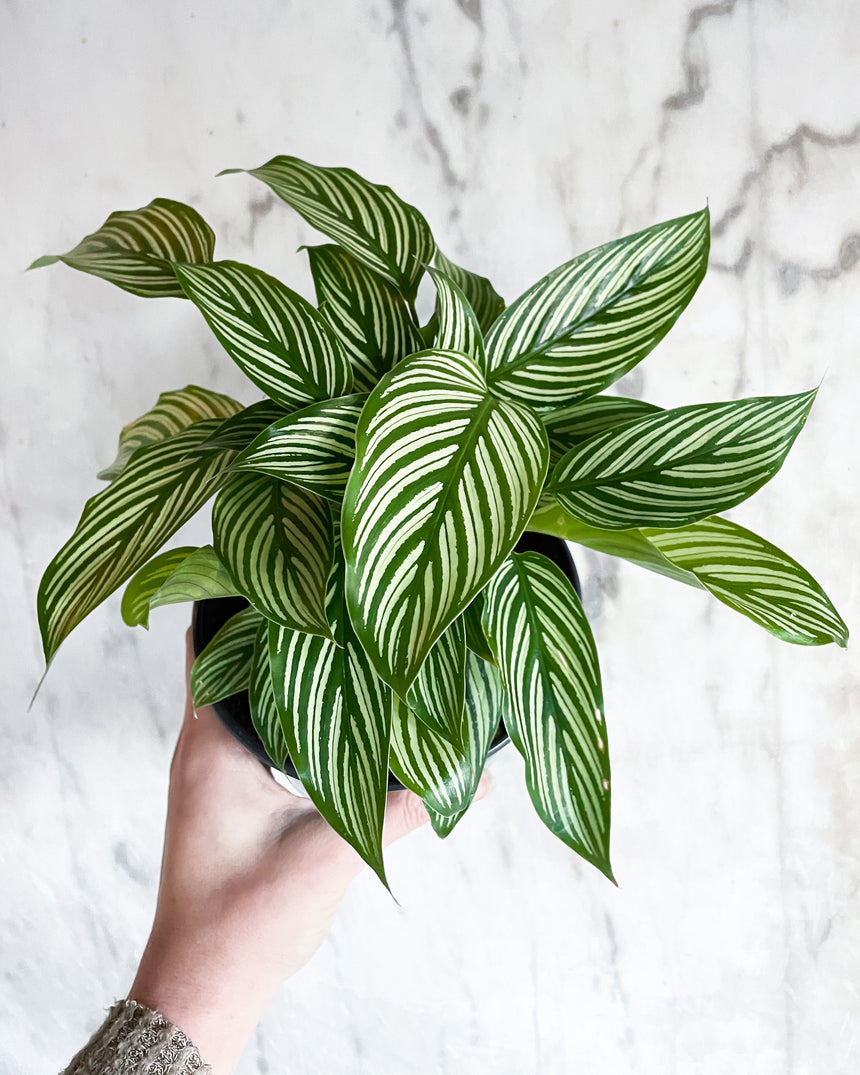 Hand-Mixed Houseplant Soil – 1 Gallon