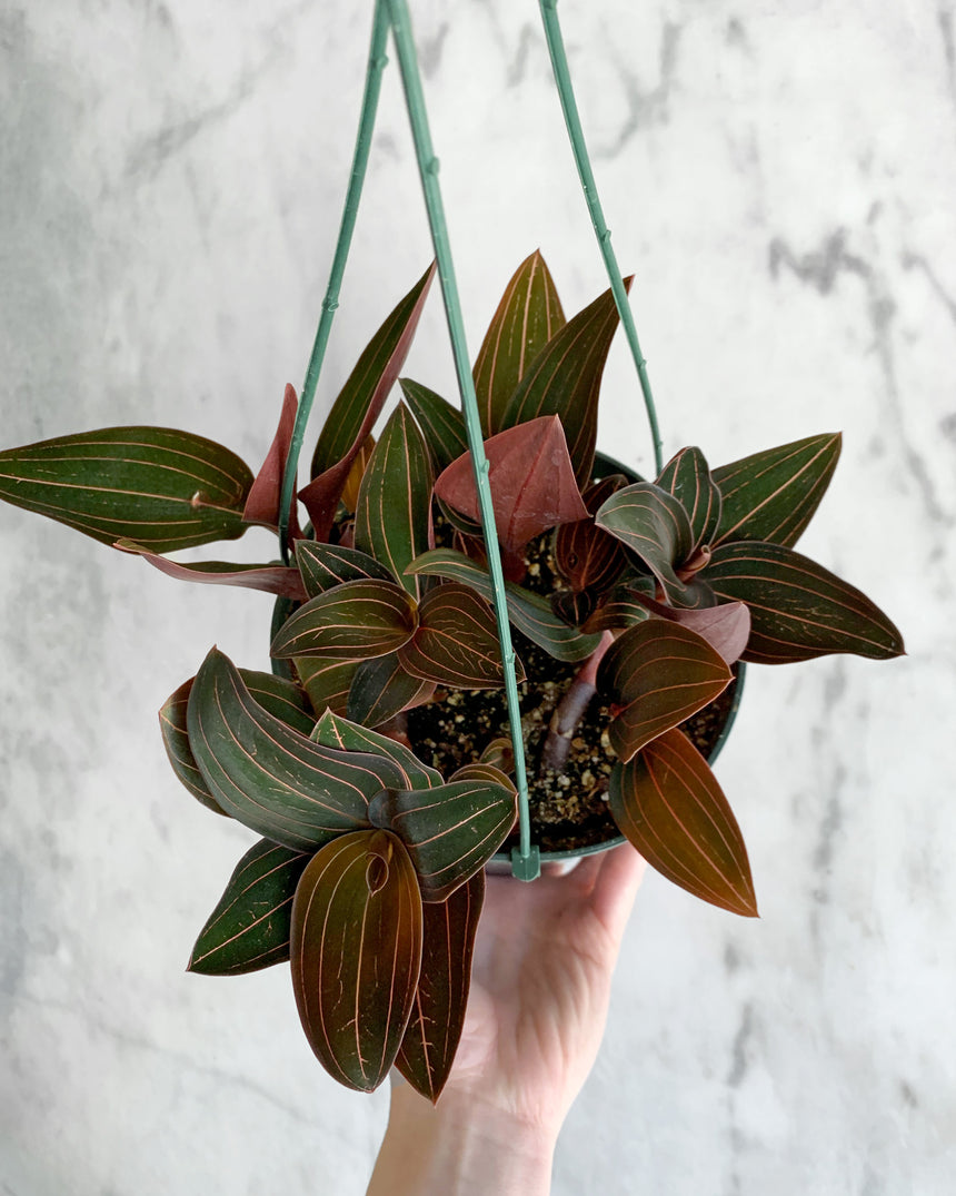 Ludisia Discolor 'Jewel Orchid' Nigrescens
