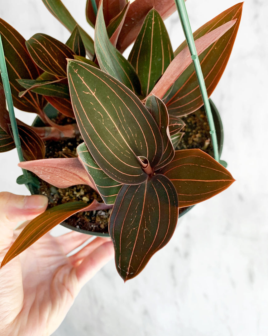 Ludisia Discolor 'Jewel Orchid' Nigrescens