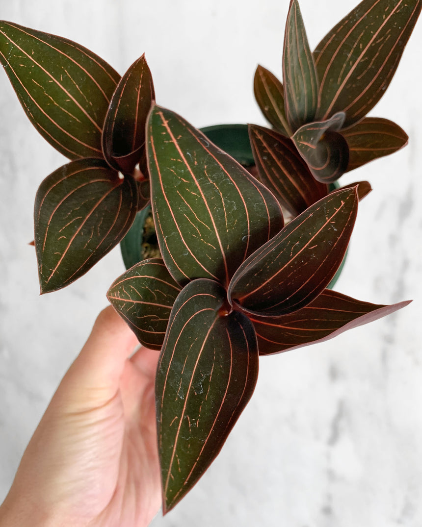 Ludisia Discolor 'Jewel Orchid' Nigrescens