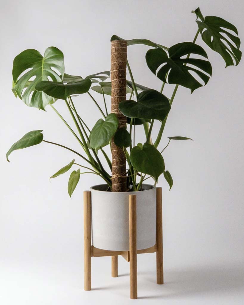 Kanso Adjustable Bamboo Plant Stand