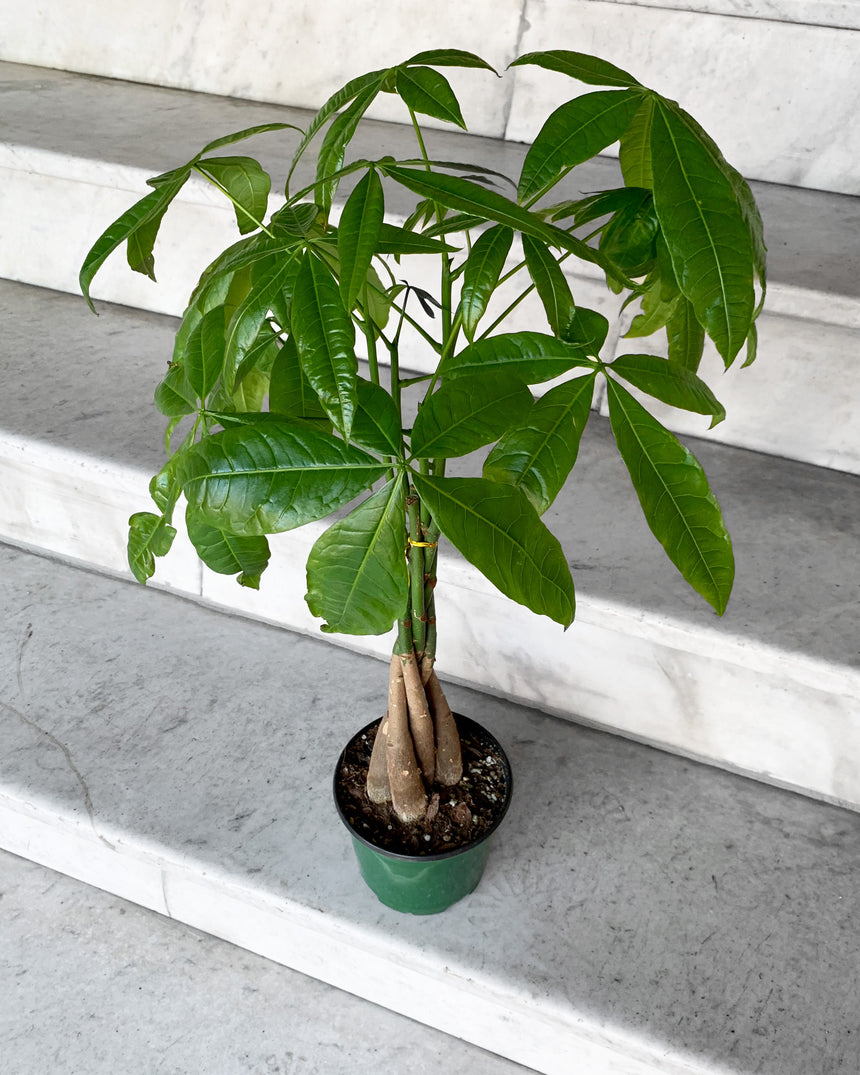 money tree greenwood Braided Money Tree – Local Delivery in Portland