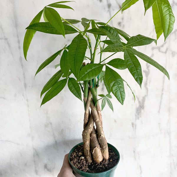 money tree spokane wa Braided Money Tree – Local Delivery in Portland