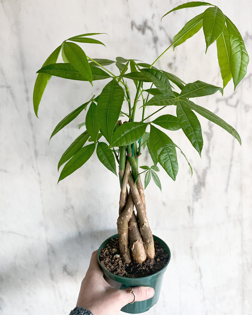 money tree vancouver washington Braided Money Tree – Easy-Care Indoor Plant for Prosperity