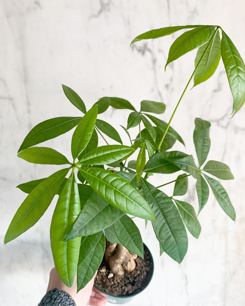 money tree vine Braided Money Tree – Easy-Care Indoor Plant for Prosperity