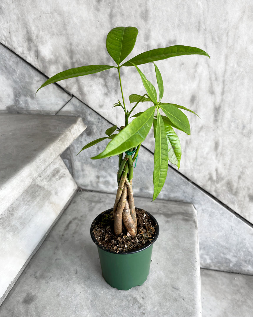 money tree everett hours Braided Money Tree – Local Delivery in Portland