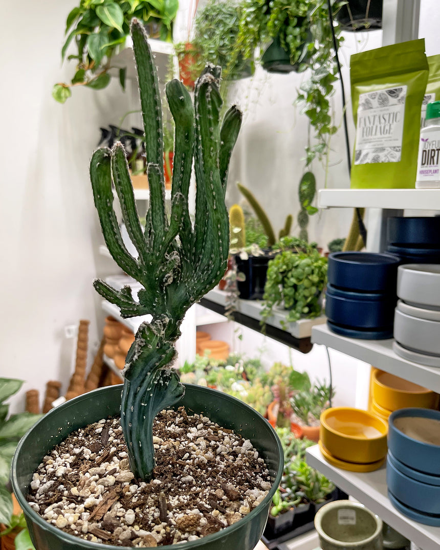 Monvillea Spegazzinii 'Moonlight Cactus'