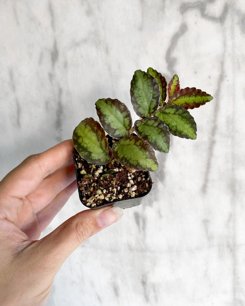Pellionia Repens