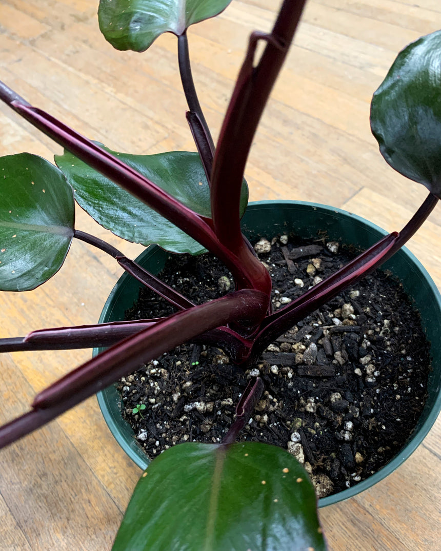 Philodendron 'Black Beauty'