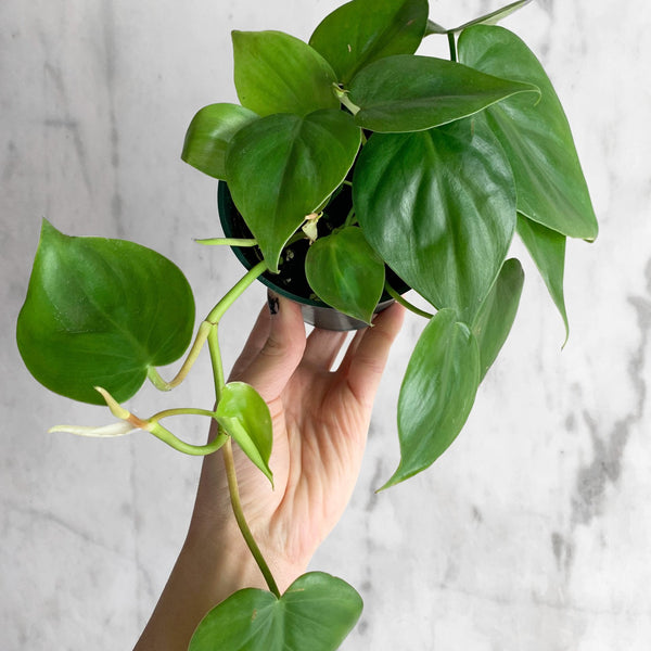 philodendron hammerhead Philodendron Cordatum 'Heart Leaf' – Hammer + Vine