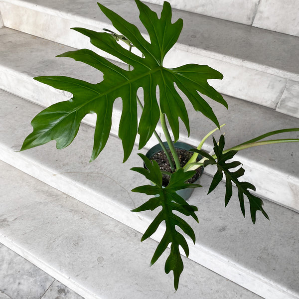 planta philodendron Philodendron patriciae main image 1
