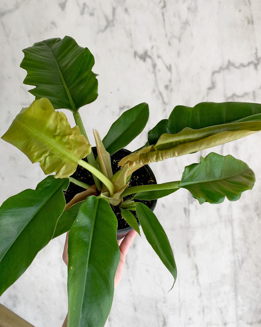 Philodendron Narrow 6"