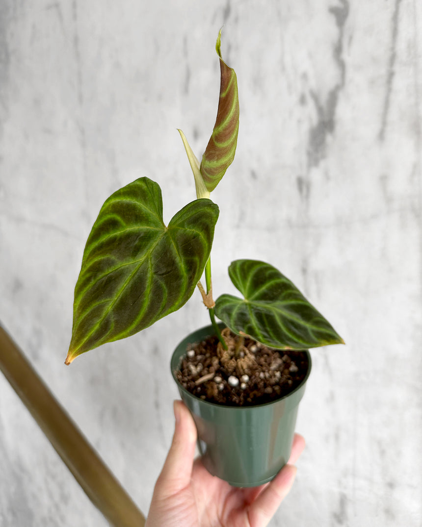 Philodendron Verrucosum 4in