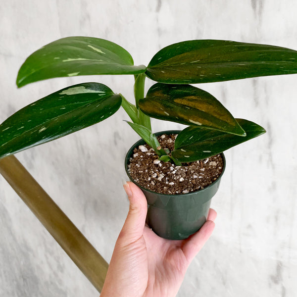 Variegated Monstera Standleyana – Hammer + Vine