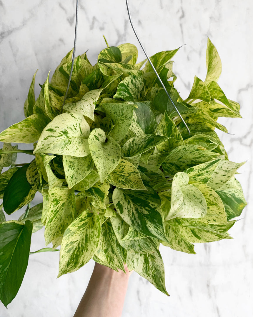 Pothos 'Snow Queen'