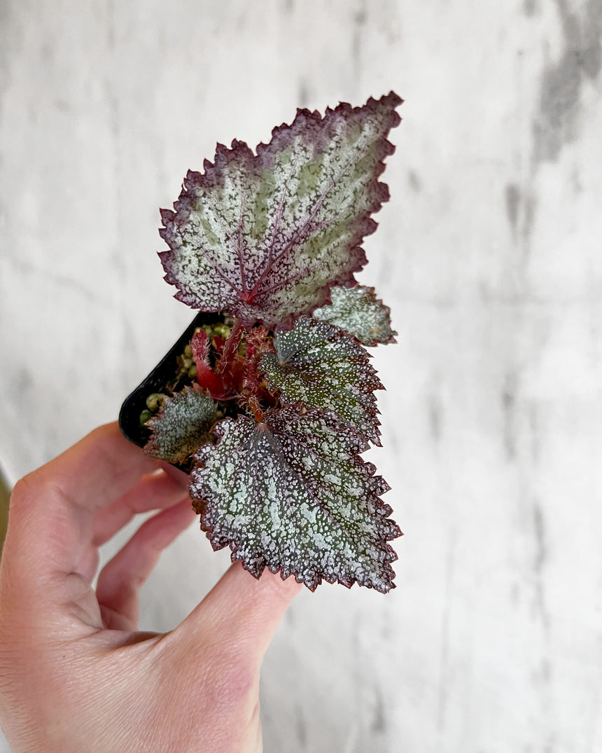 Rex Begonia Hybrid