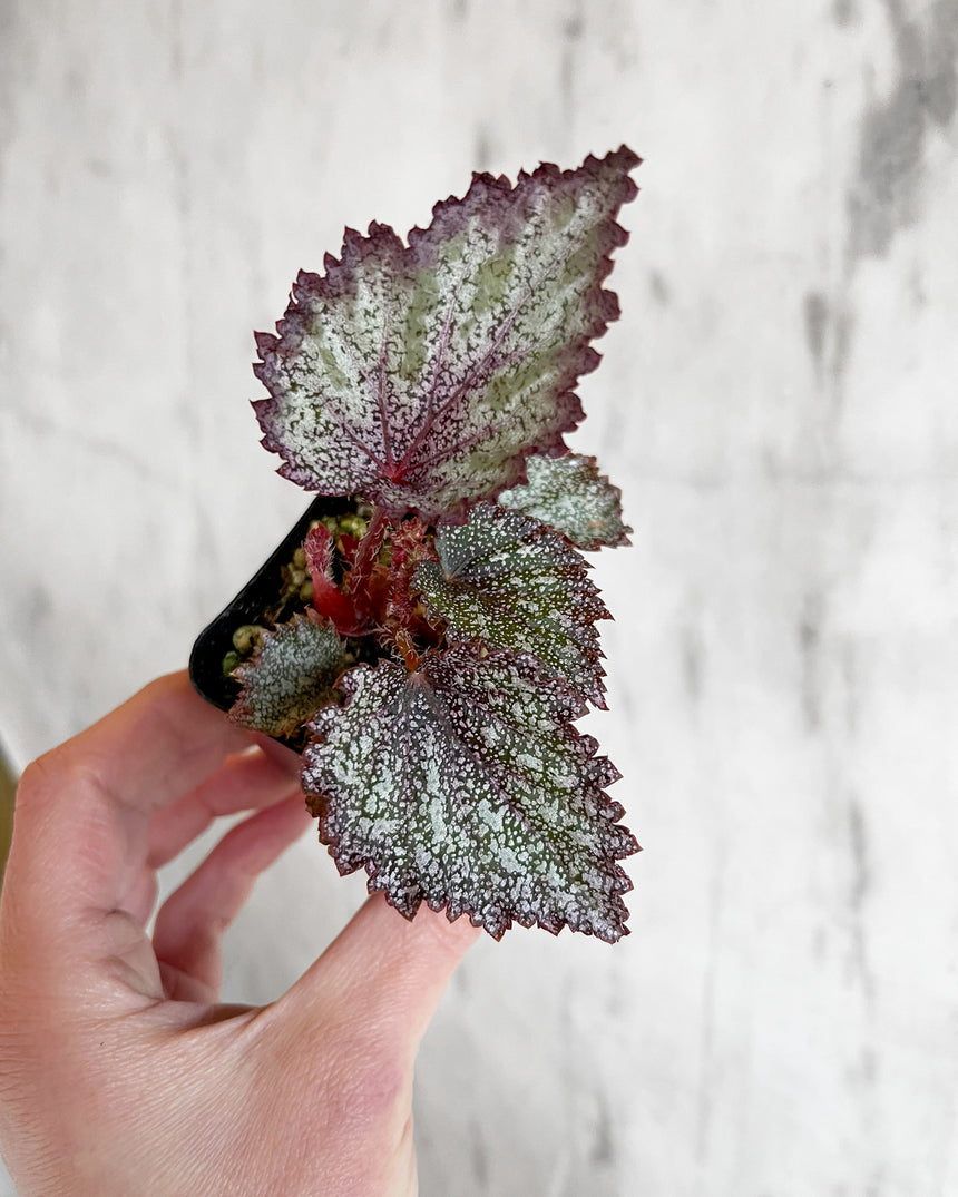 begonia rex indoor plant Rex Begonia Hybrid – Hammer + Vine
