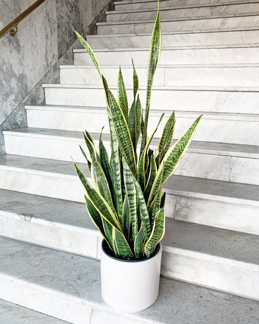 sansevieria - laurentii Sansevieria Laurentii Snake Plant – Easy Care, Low Light to Bright Light