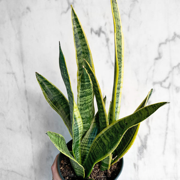 sansevieria laevifolia Sansevieria Laurentii Snake Plant – Easy Care, Low Light to Bright Light