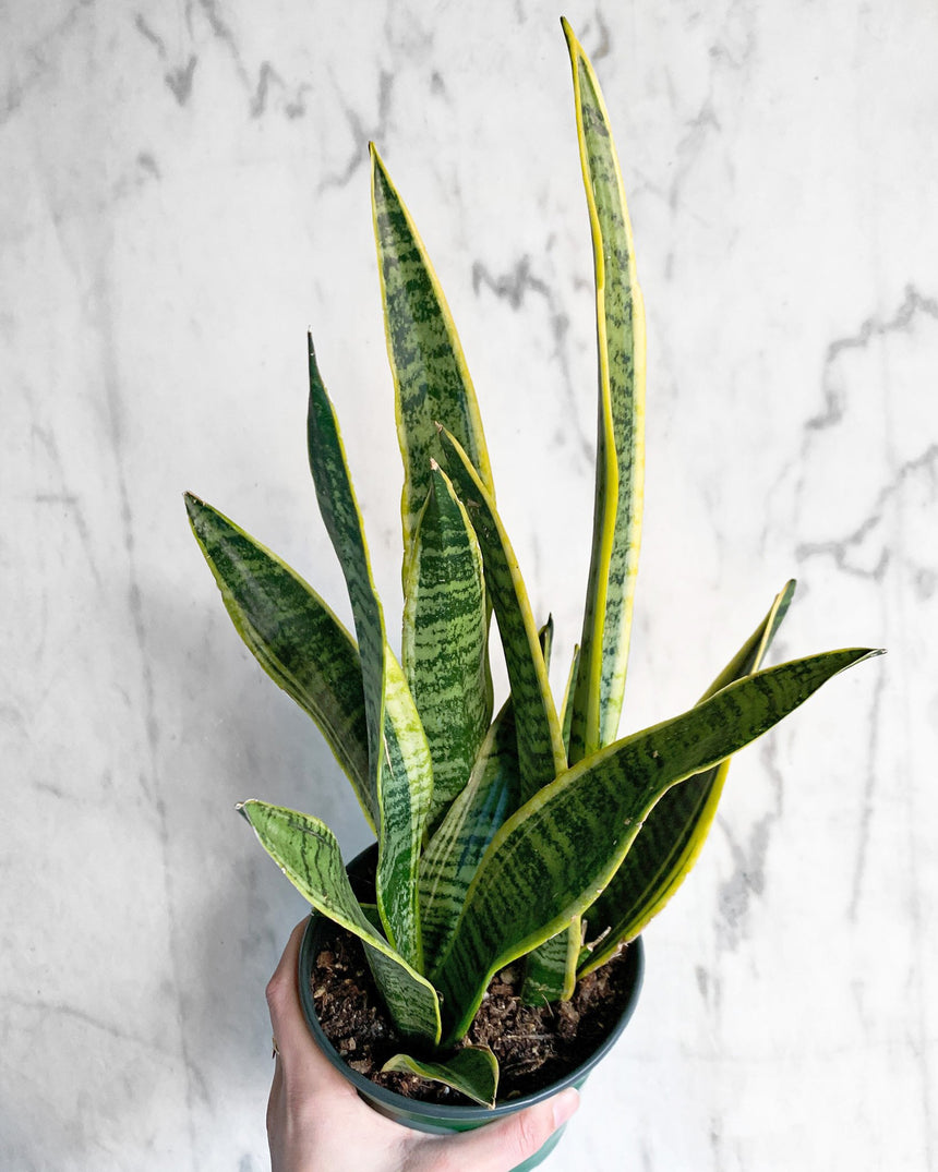snake laurentii live plant Sansevieria Laurentii Snake Plant – Easy Care, Low Light to Bright Light