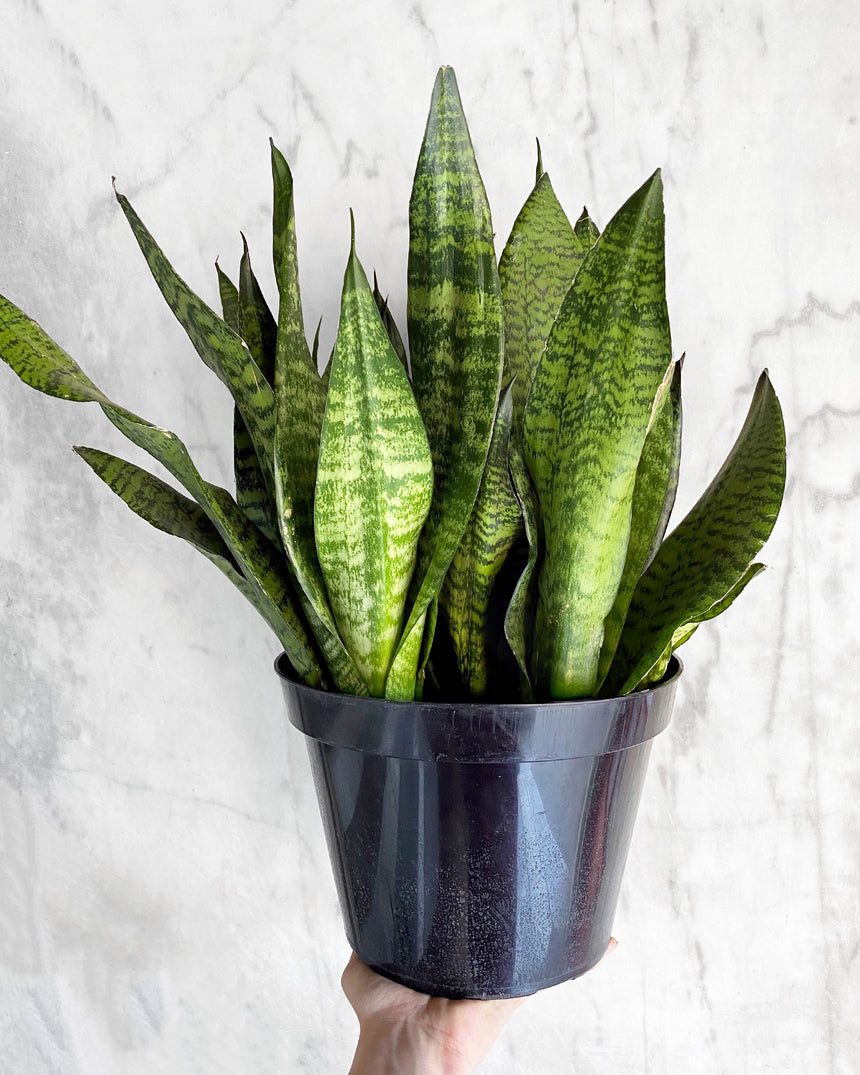 sansevieria superba Sansevieria Superba