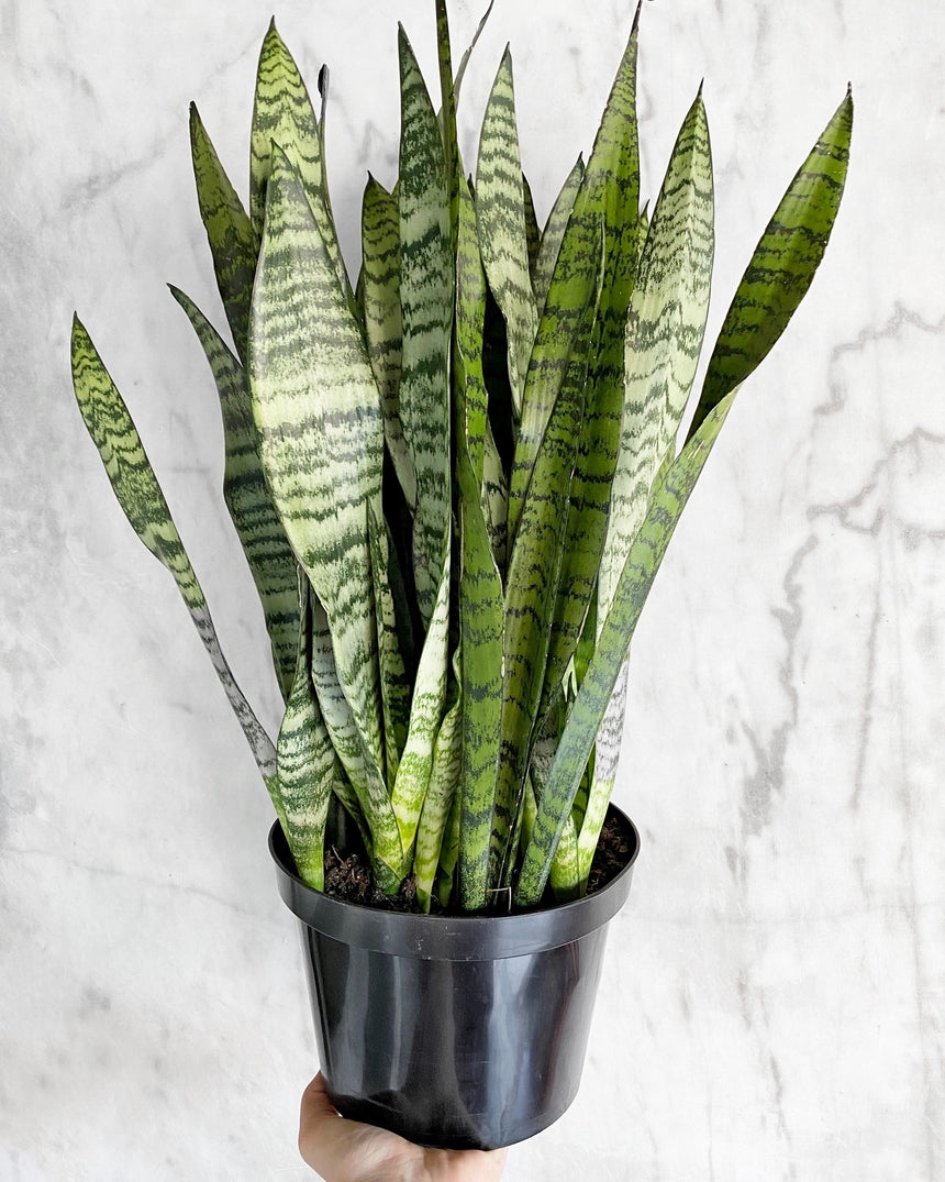 Sansevieria Zeylanica Snake Plant