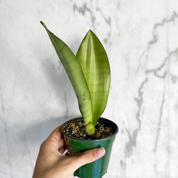 sansevieria moonshine nz Sansevieria Moonshine Snake Plant