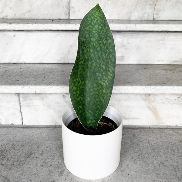 silver queen whale fin sansevieria Sansevieria masoniana Whale Fin Snakeplant