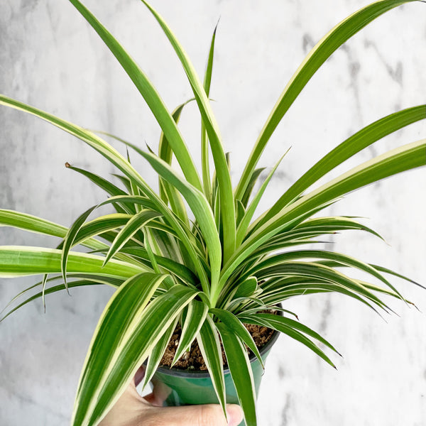 chlorophytum green Spider Plant – Chlorophytum comosum