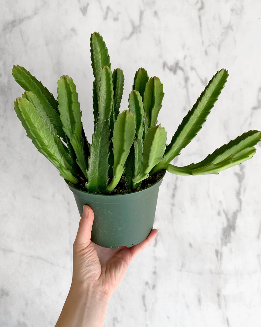 Stapelia Grandiflora 'Carrion Flower'
