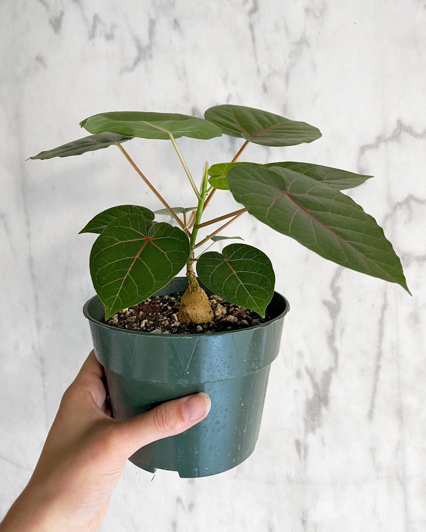 Ficus Petiolaris 'Sonora Rock Fig'
