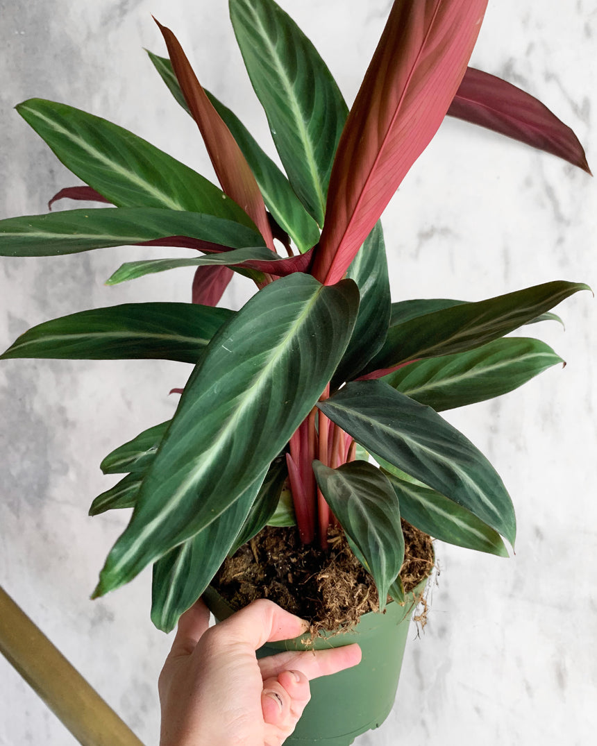 Stromanthe Sanguinea