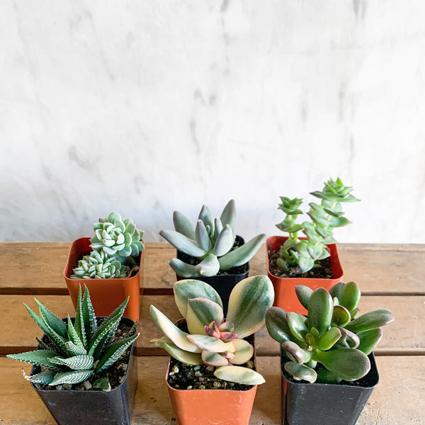 Littles–Succulents & Cacti – Hammer + Vine