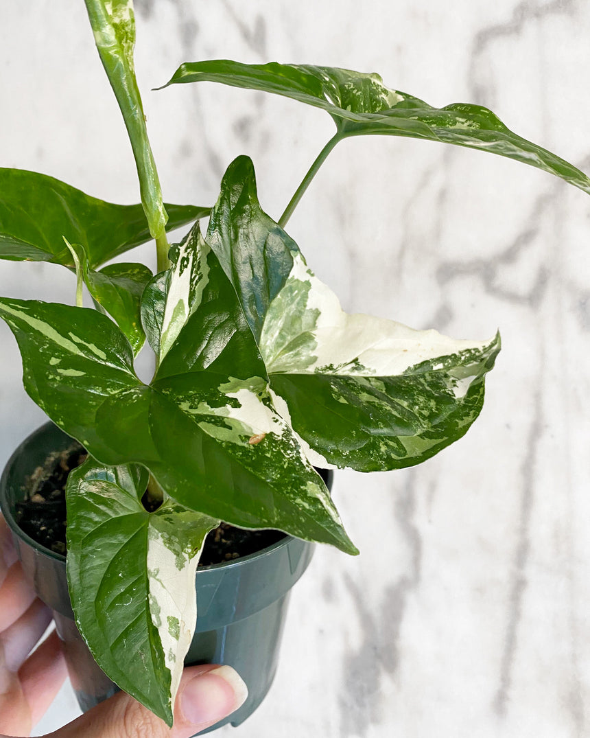 Syngonium Podophyllum Albo-Variegatum
