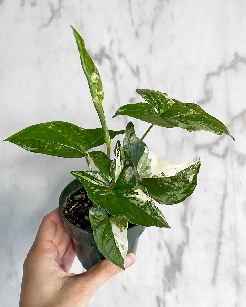 Syngonium Podophyllum Albo-Variegatum