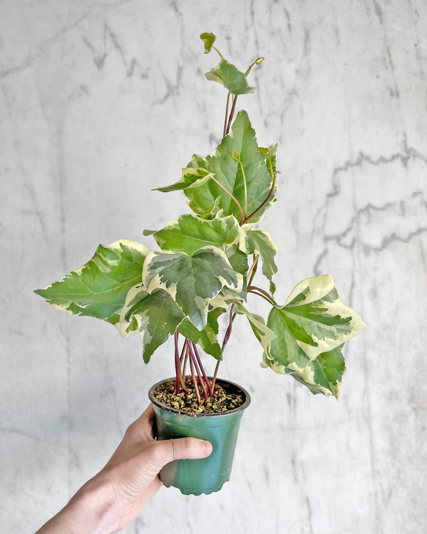 Variegated Algerian Ivy 4in