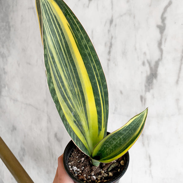 Variegated Shark Fin Snake Plant