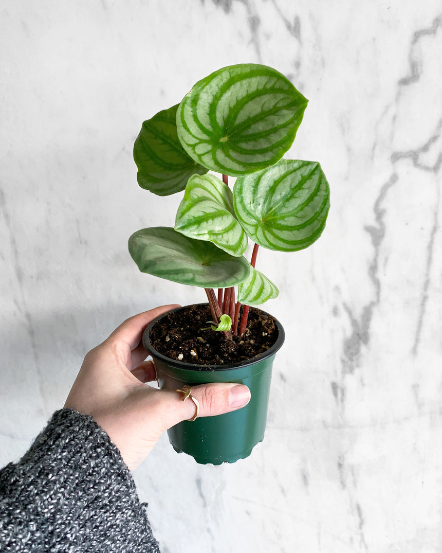 Watermelon Peperomia