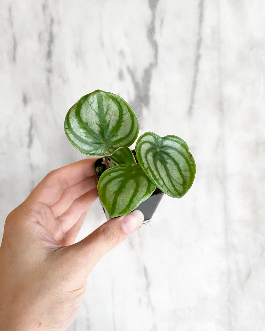 Watermelon Peperomia