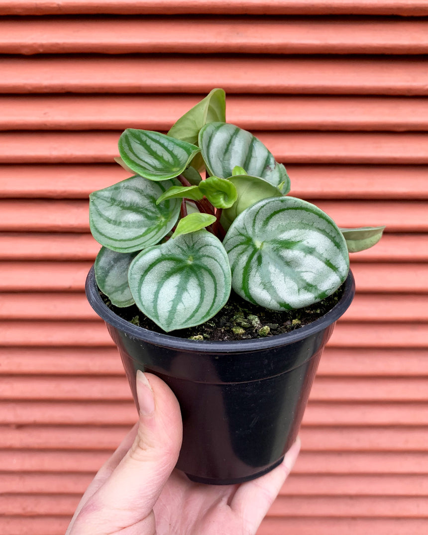 Watermelon Peperomia