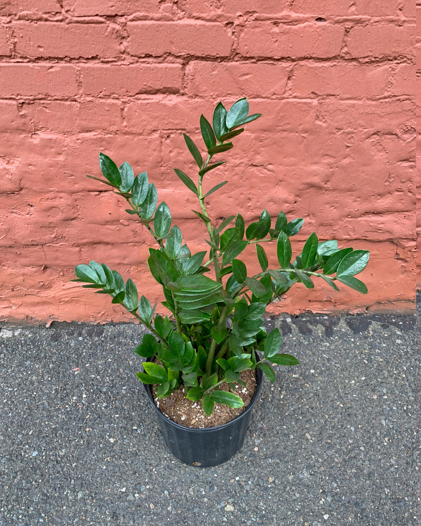big zz plant ZZ Plant Zamioculcas Zamiifolia – Hammer + Vine