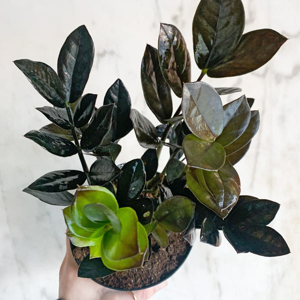 ZZ_Plant_Raven_-_hammerandvine