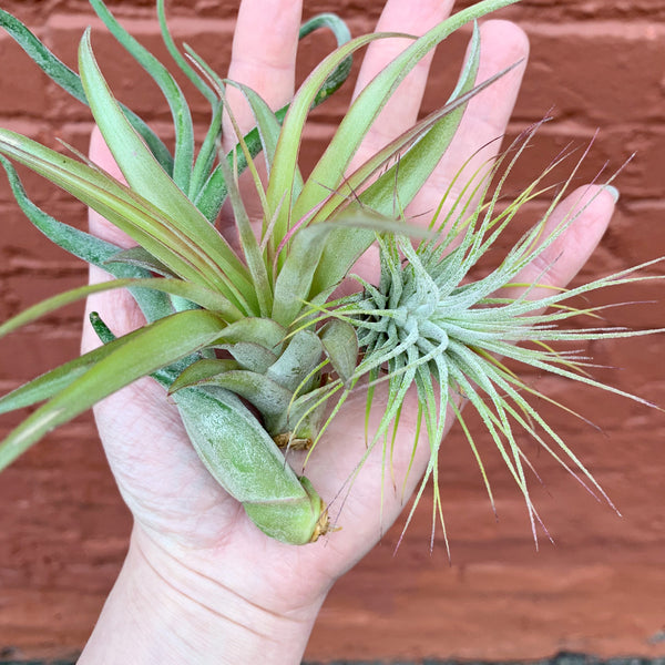 airplants-_hammerandvine-